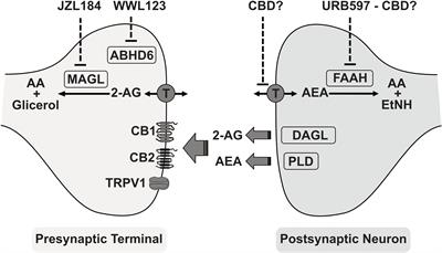 The Endocannabinoid System Activation as a Neural Network Desynchronizing Mediator for Seizure Suppression